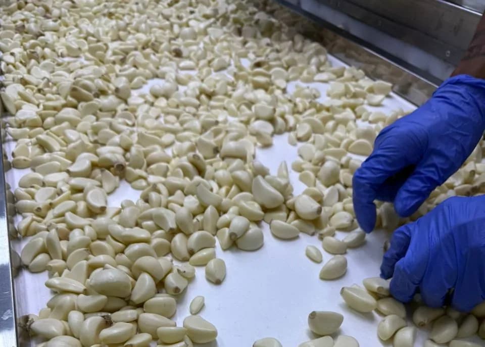 Why Food Manufacturers Choose Fresh Peeled Garlic for Efficient Production – banner