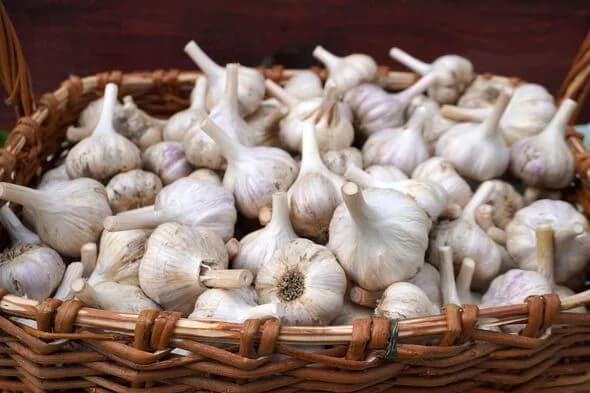Why Food Manufacturers Choose Fresh Peeled Garlic for Efficient Production
